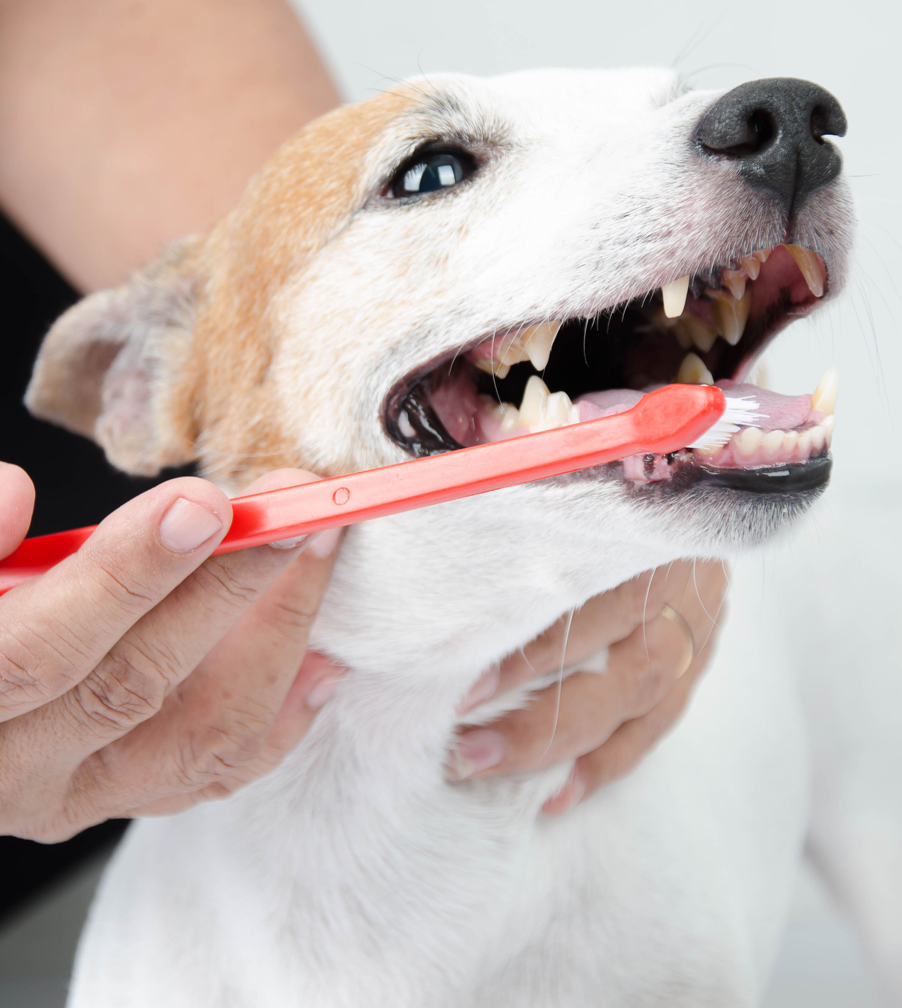 zahnfehlstellung hund